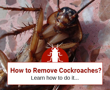 How to Keep Cockroaches Away