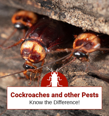 Cockroach and Other Pests: Face-off
