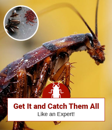 Get It and Catch Them All: Like an Expert!