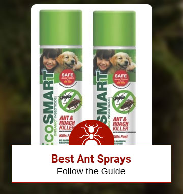 Best Ant Sprays: Follow the Guide