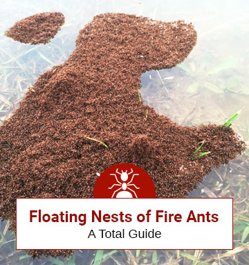 Floating Fire Ant Nests: Why are They Dangerous?