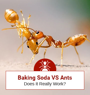 How Effective is Baking Soda in Killing Ants
