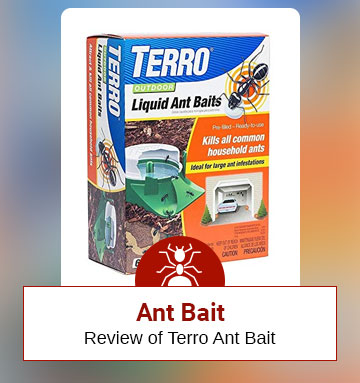 Ant Bait: Review of Terro Ant Bait