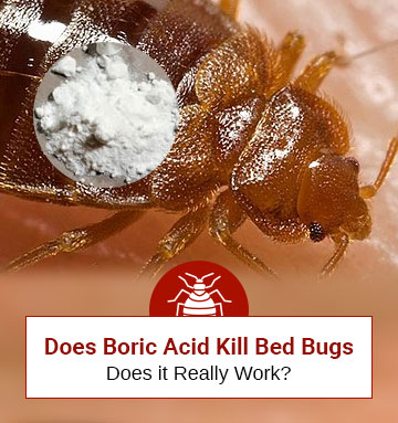 Can You Kill Bed Bugs With Boric Acid?