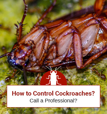 Find Out When To Call An Exterminator! (360 Degree Guide)